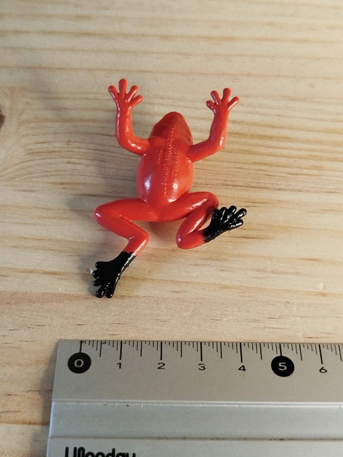 Safari Grenouille venimeuse Animal équatoriale - photo numéro 5