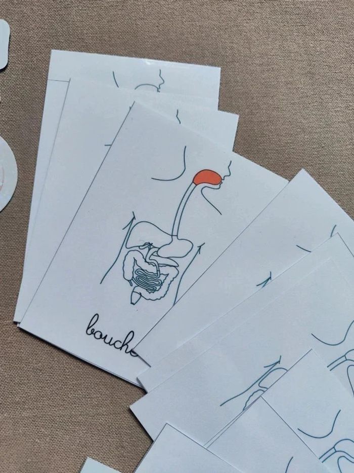 Cartes de nomenclature sur l'appareil digestif - photo numéro 4