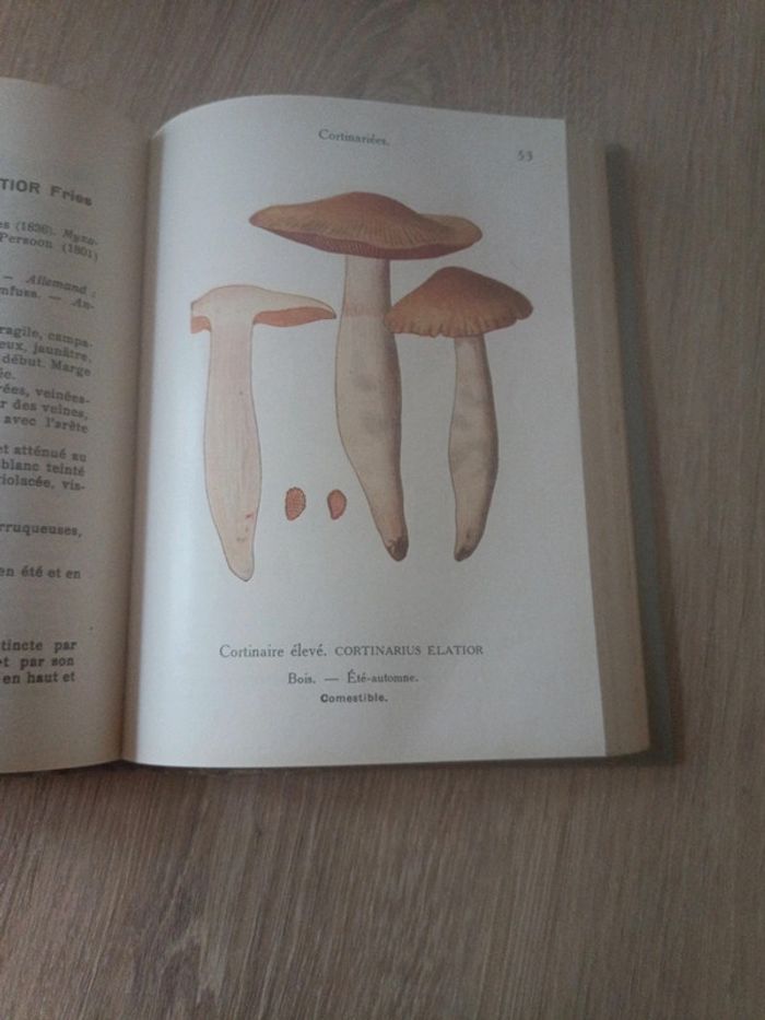 Les champignons de France - photo numéro 9