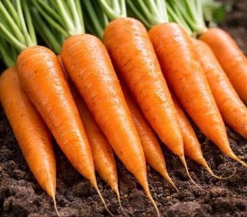 Carottes de Nantes 50 graines 
