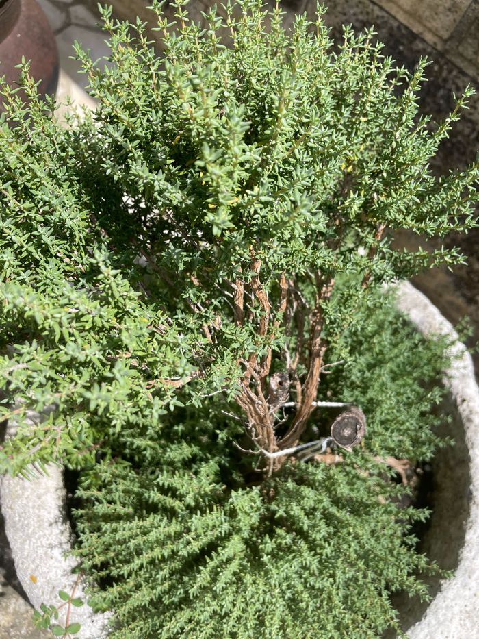 Thym Sud de 🇫🇷