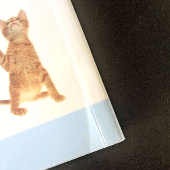 Livre "A propos du comportement de votre chat" - photo numéro 3