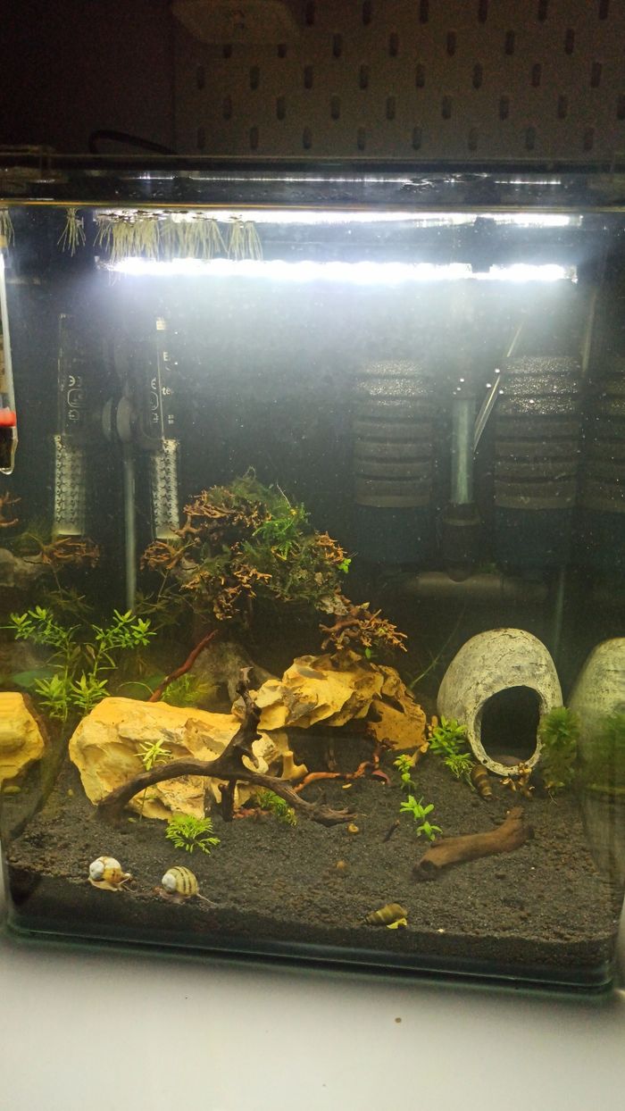 Crevettes d'Aquarium Décoration - photo numéro 6
