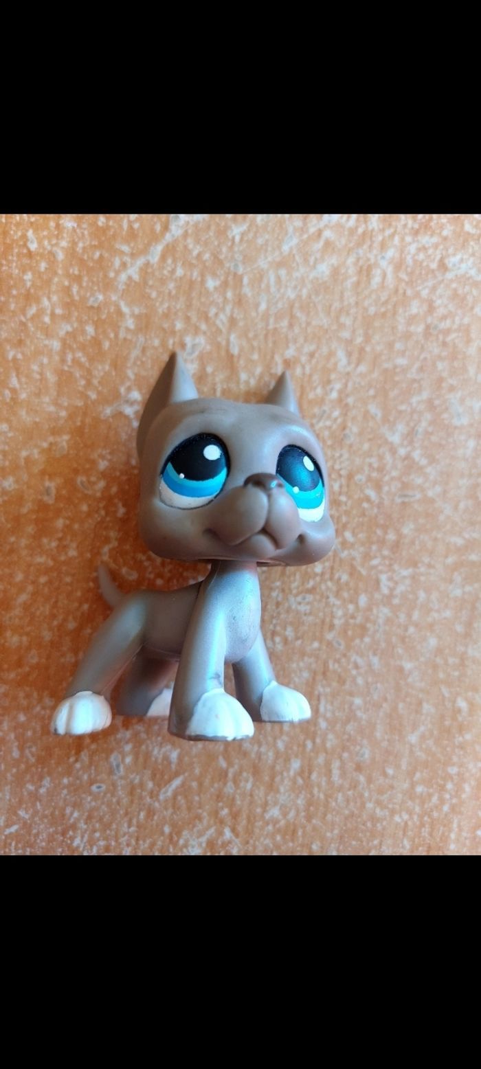 Pet shop chien danois