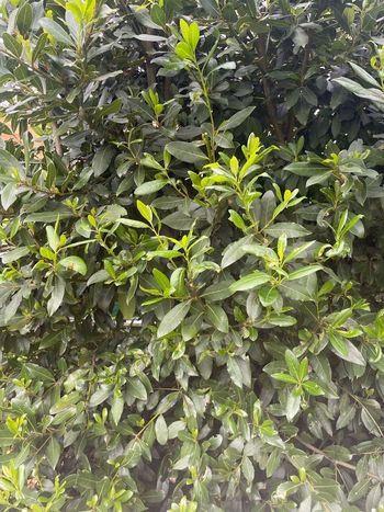 Feuilles de laurier pour cuisiner du sud