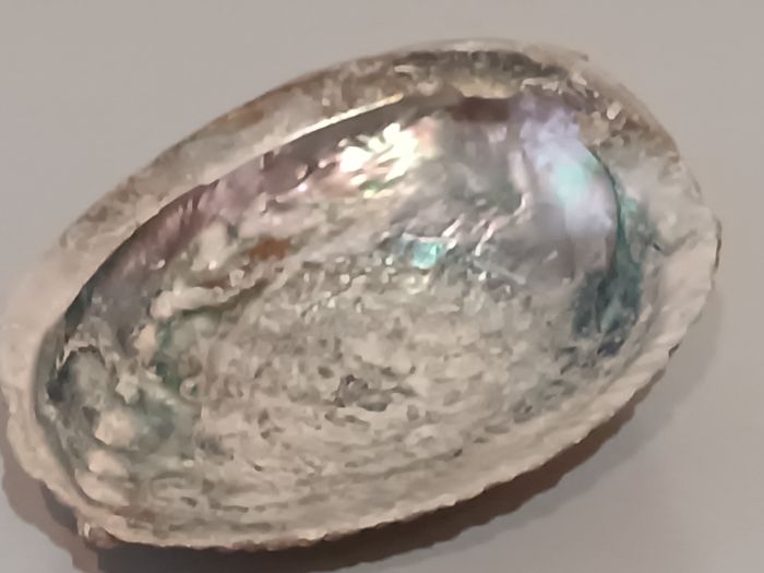 Ormeau - photo numéro 2