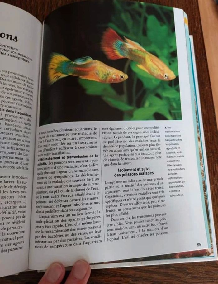 Poissons - photo numéro 3