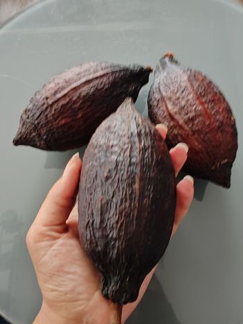 Véritable Cabosse de cacao vide et sèche pour décoration 