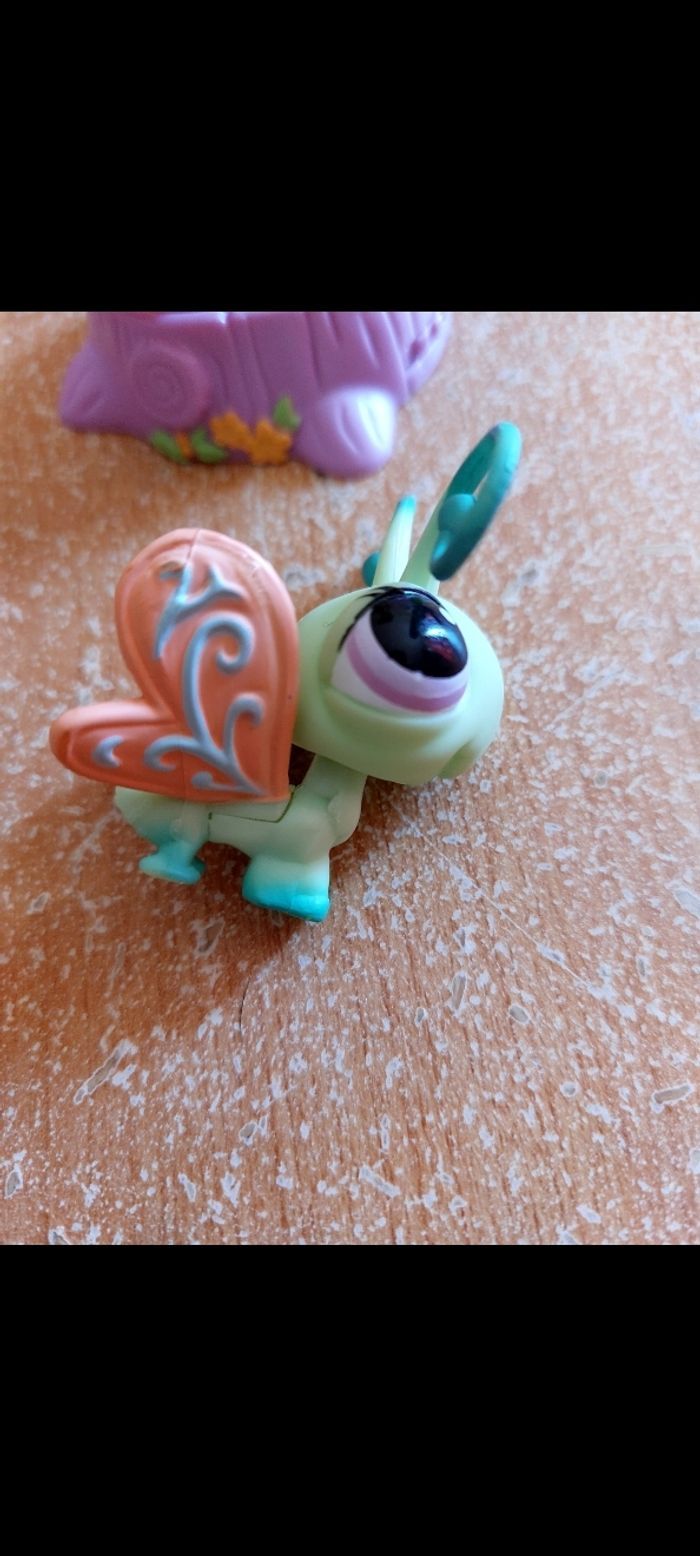 Pet shop papillon - photo numéro 3