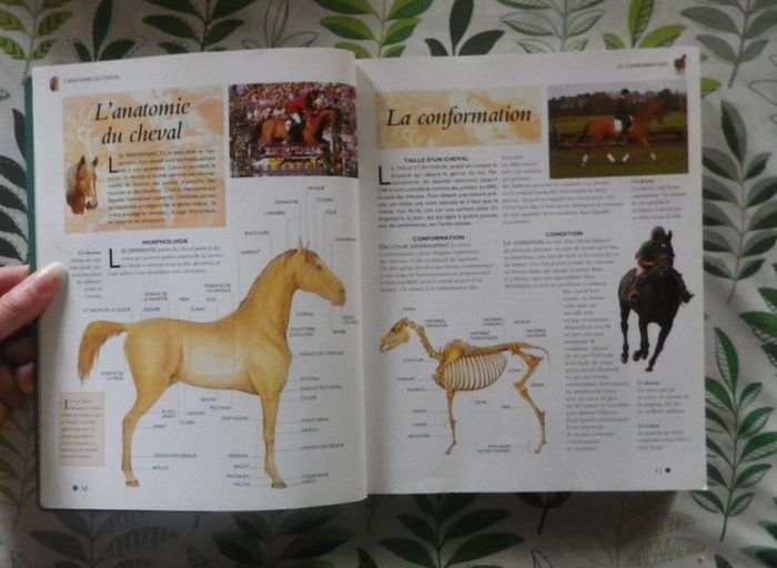 L'Encyclopédie des chevaux & poneys Ed. LLC - photo numéro 5