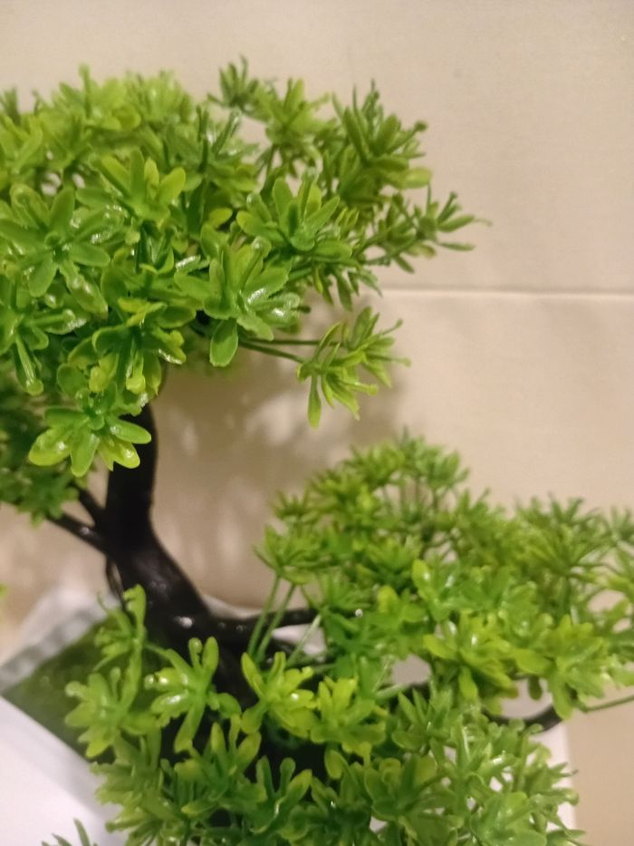 Arbuste bonsaïs - photo numéro 3