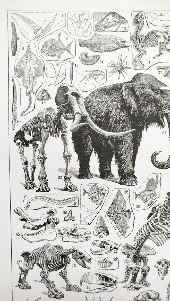 🦣 Affiche sur la paléontologie "mamouth", d'après une lithographie de 1928 - photo numéro 2