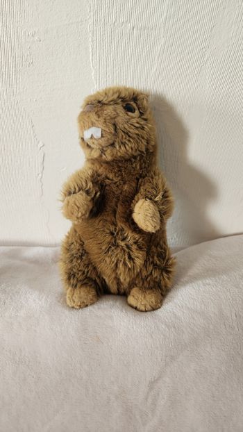 Marmotte