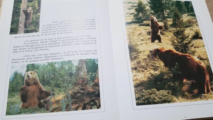 L'Ours - Heymann - Annaud - photo numéro 4