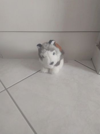 Peluche Husky