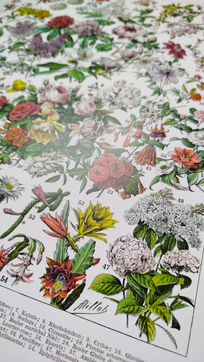 🪴 Affiche sur les fleurs "rosiers", d'après une lithographie de 1928 - photo numéro 5