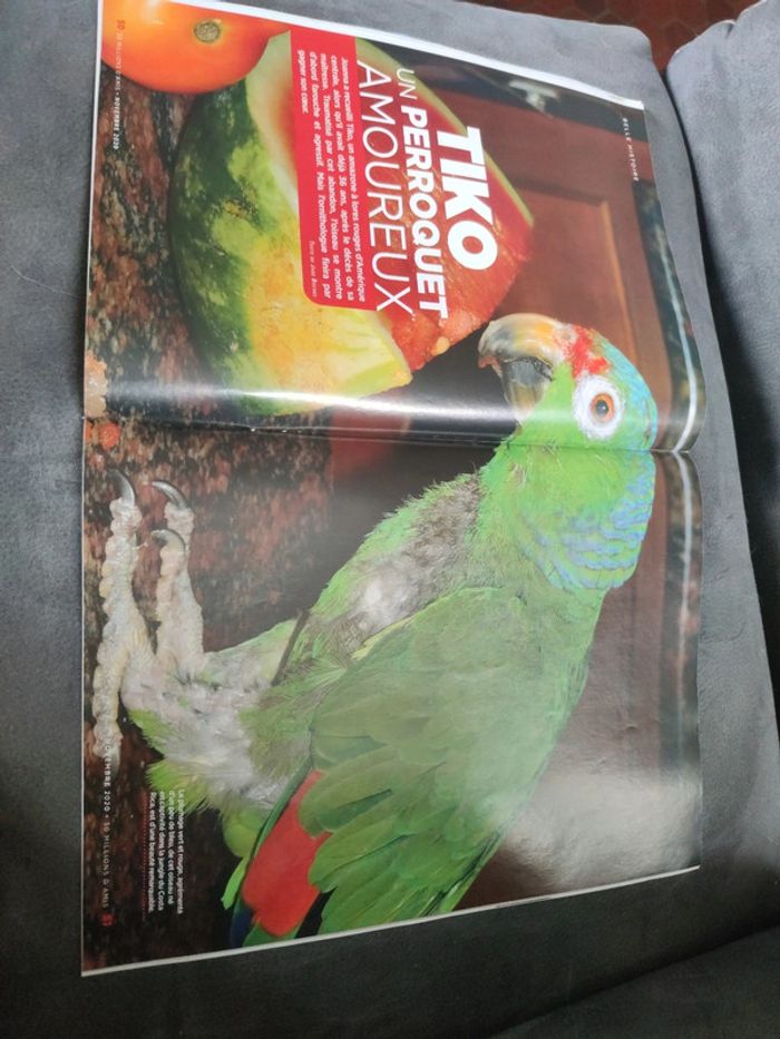 Magazine 30 millions d'amis numéro 389 novembre 2020 - photo numéro 9