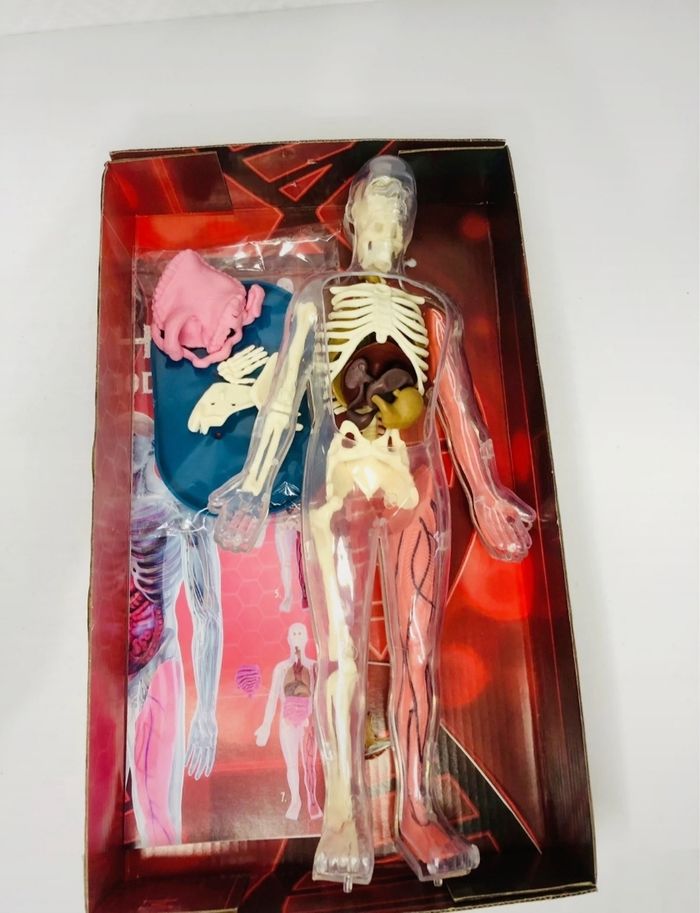 Squishy Human Body - Squelette humain - photo numéro 3