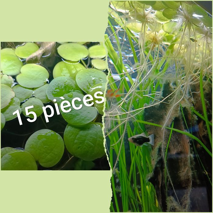 Lot de 15 pièces de plantes flottantes aquarium 🌿