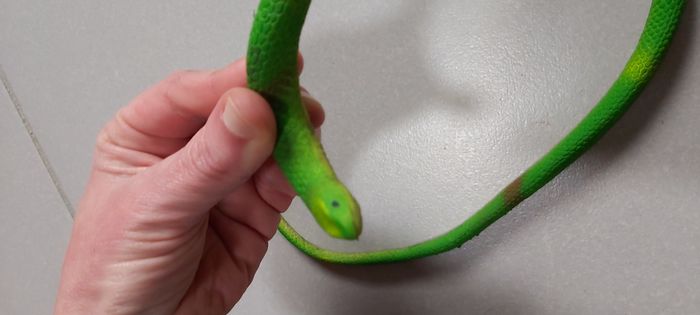 Serpent - photo numéro 3