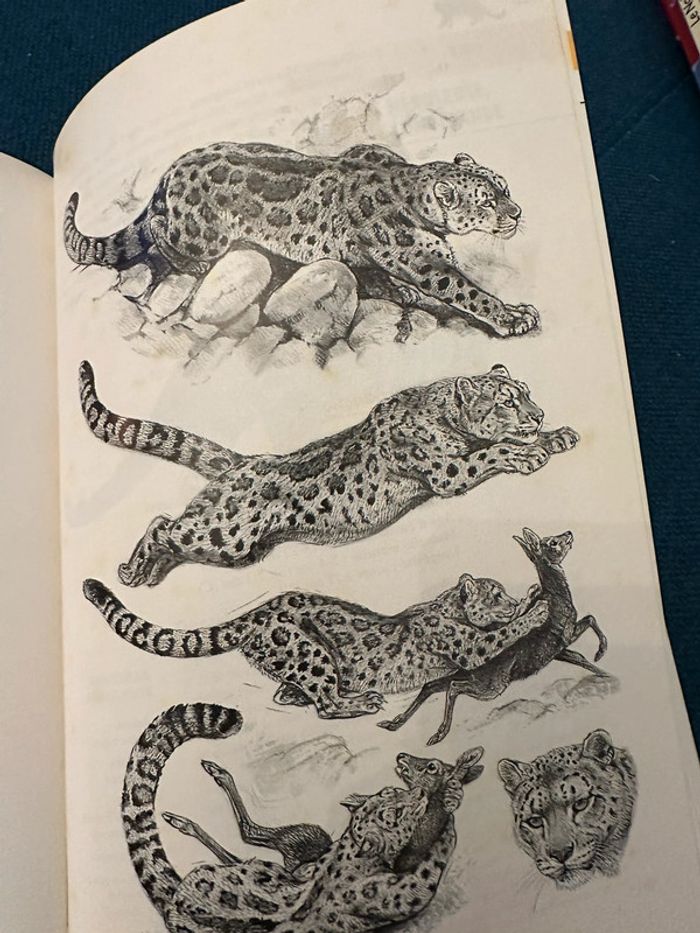 Livre rare Robert Dallet Les félins toutes les espèces du monde bibliothèque du naturaliste - photo numéro 9