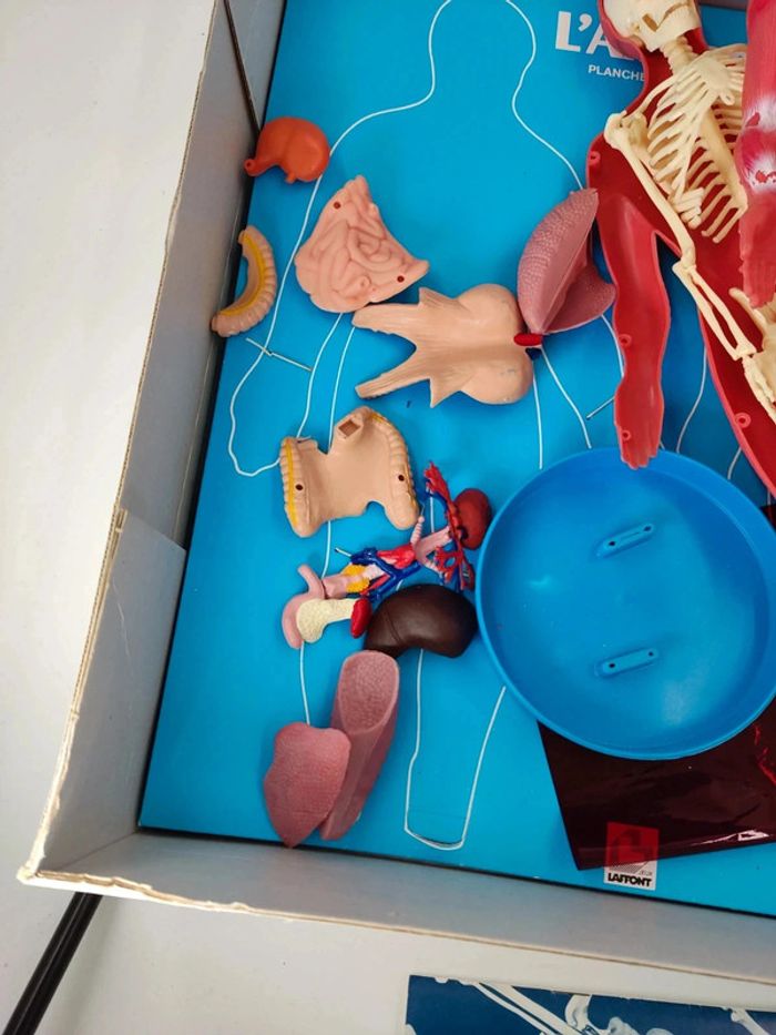 L'anatomie / Corps Humain / 1987 vintage Laffont semble complet voir photos - photo numéro 12