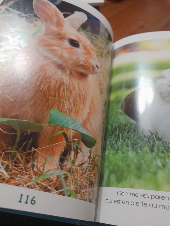 Les bébés animaux - photo numéro 4