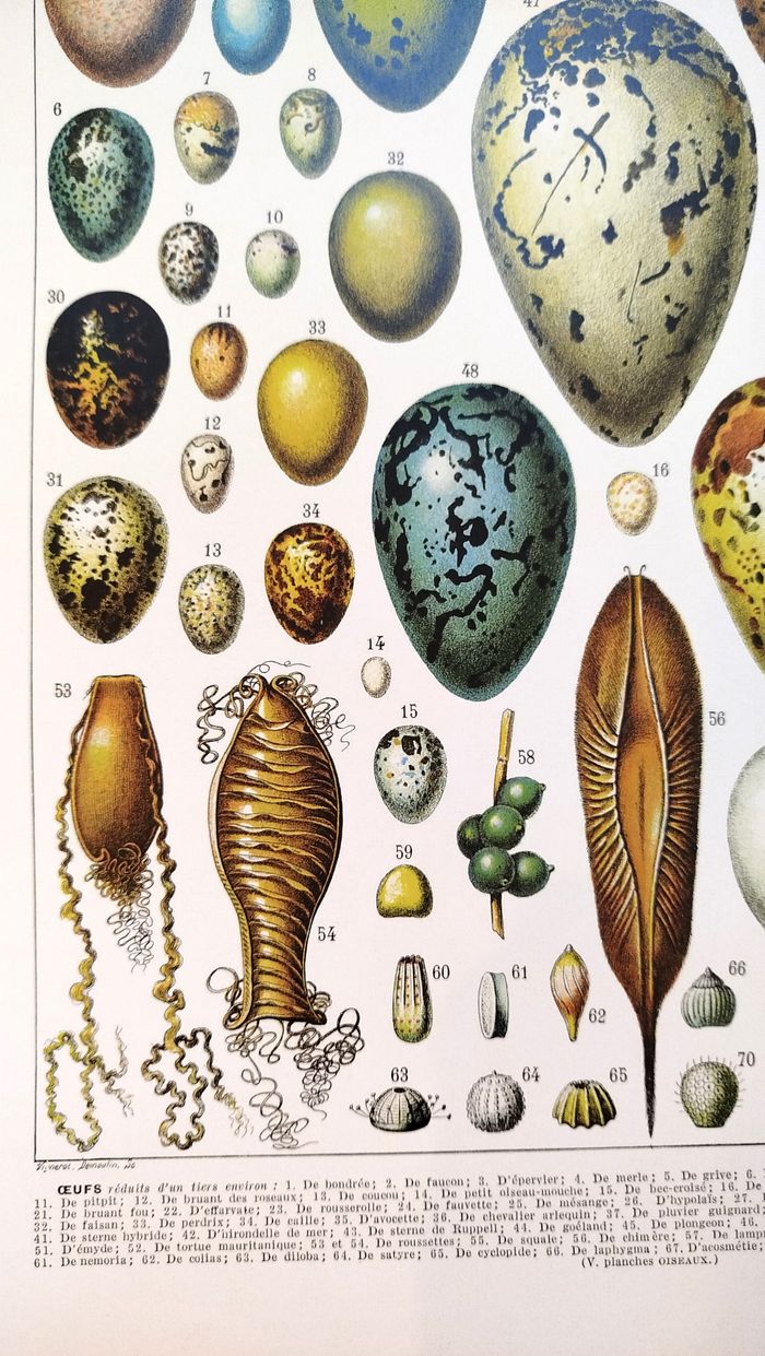 Affiche sur les oeufs, d'après une lithographie de 1928 - photo numéro 4