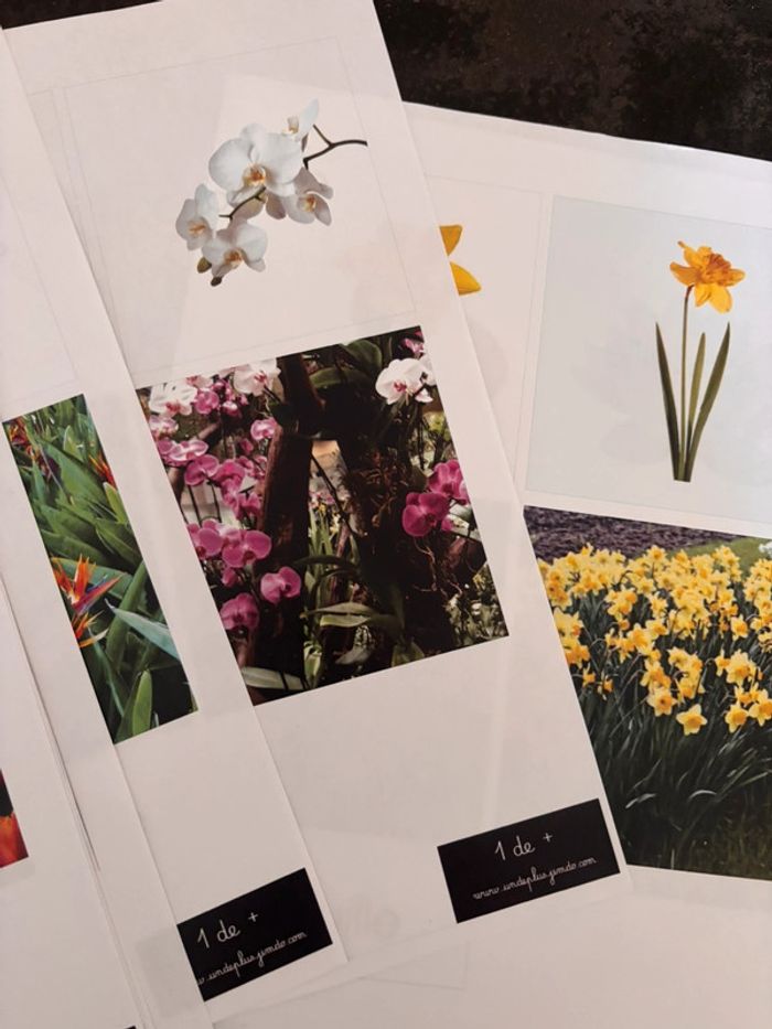 Cartes nomenclatures fleurs - photo numéro 2