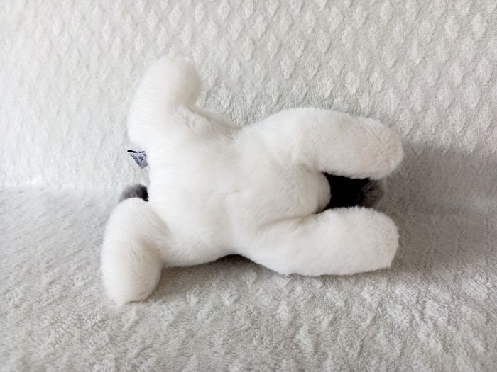 Chat La pelucherie - photo numéro 2