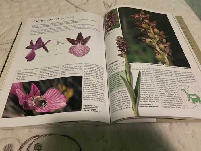 Les orchidées - photo numéro 6