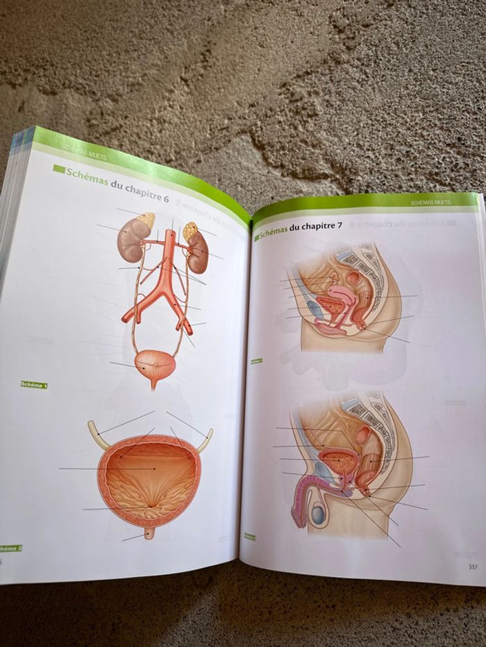 L’anatomie et la physiologie pour les infirmier(e)s - photo numéro 4