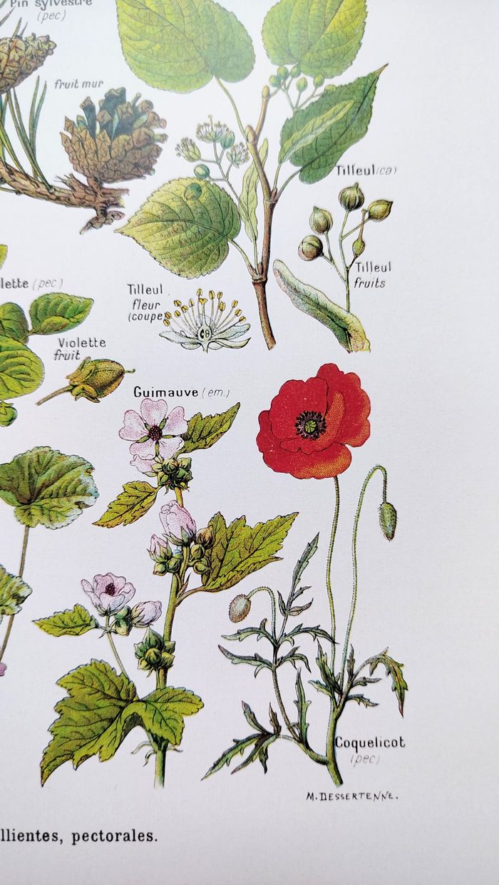 Affiche botanique sur les plantes calmantes, d'après une lithographie de 1928 - photo numéro 6