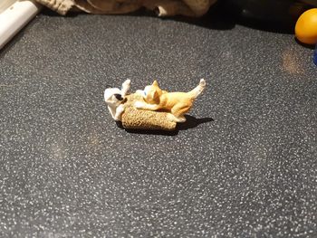 Chatons jouant schleich