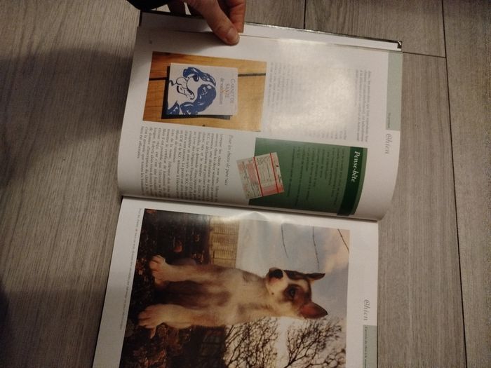 Le chien - photo numéro 2