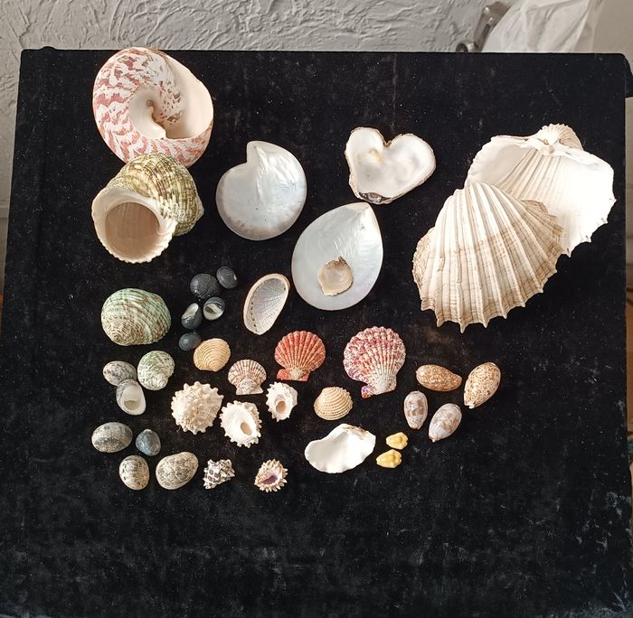 Nacre et autres coquillages
