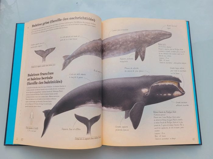 Très beau livre grand format : 🦈 Les Animaux Marins du Monde 🐋 Grenouille éditions - photo numéro 7