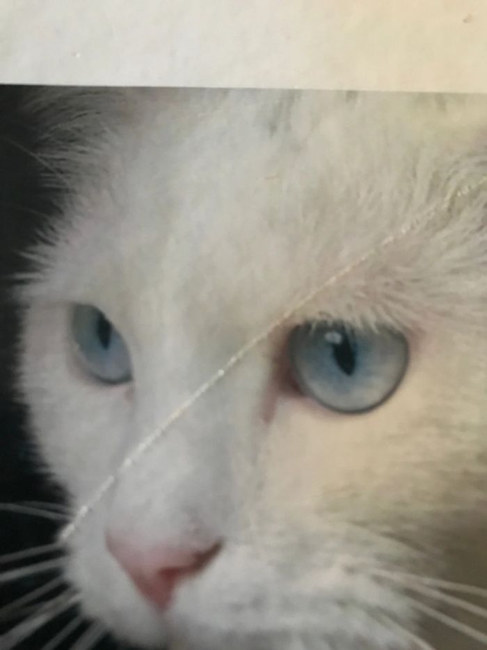 Le grand livre des chats de race - photo numéro 3