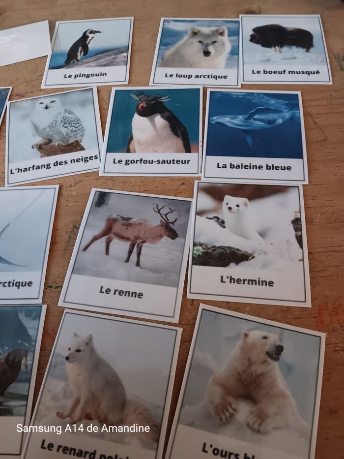 Imagier les animaux polaires - photo numéro 3