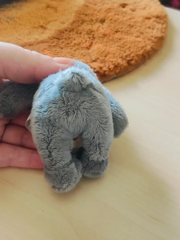 Petit ours gris - photo numéro 5