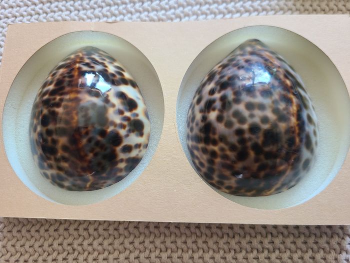 Coquillages d’allaitement taille L – Irréversible Bijoux - photo numéro 4