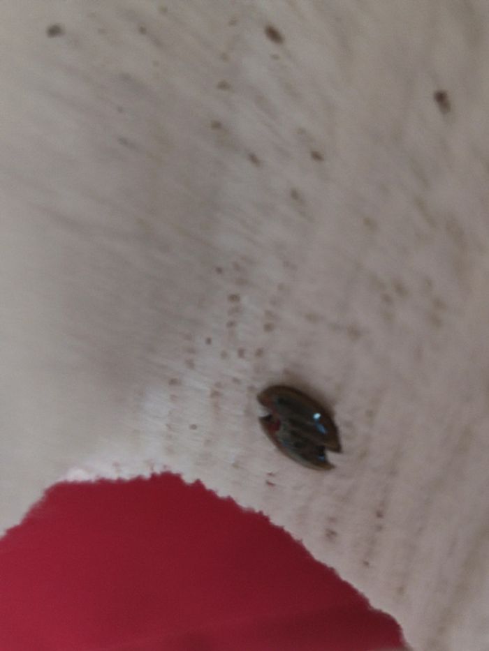 Gilet IKKS - photo numéro 4