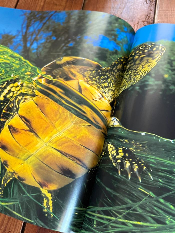 Grand beau livre Planète Mers Nicolas Hulot Laurent Ballesta Pierre Descamp Michel Lafon - photo numéro 7