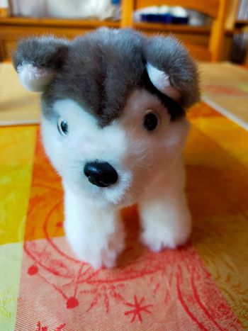 Peluche chien