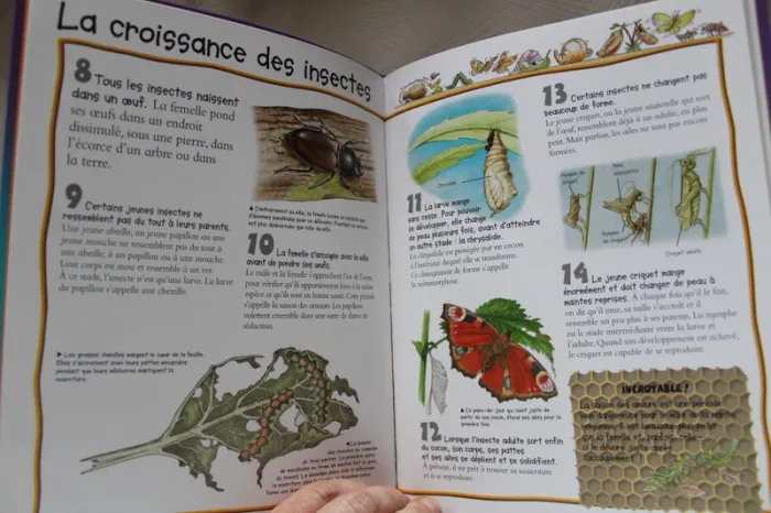 Livre Insectes et araignées - photo numéro 2