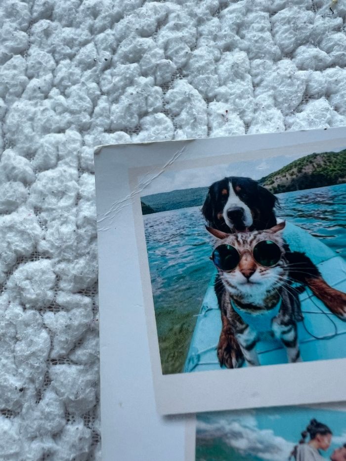 Un van, un chien, deux chats, en route ! de Justine WDM - photo numéro 5