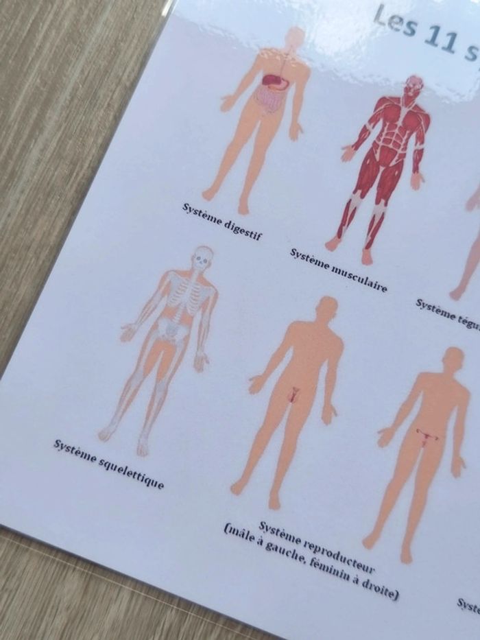 Fiche A4 plastifiée des 11 systèmes du corps humains - photo numéro 2