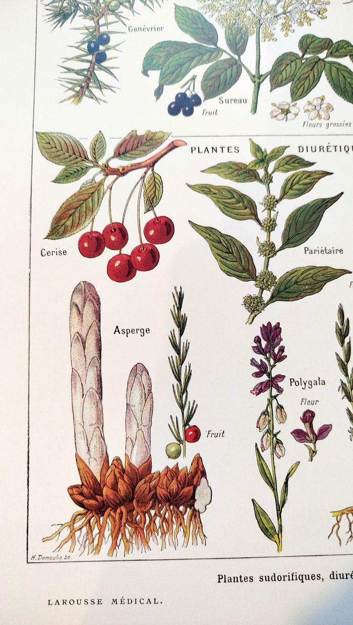 Affiche sur les plantes sudorifiques, d'après une lithographie de 1928 - photo numéro 5