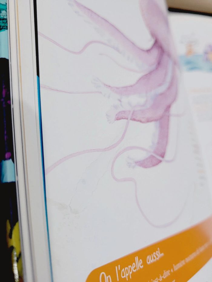 📚 Livre : Les bêtes qui crachent, qui collent, qui croquent à la mer - photo numéro 14