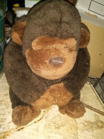 Peluche